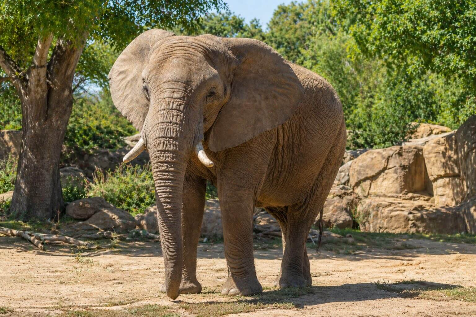elephant in zoo habitat