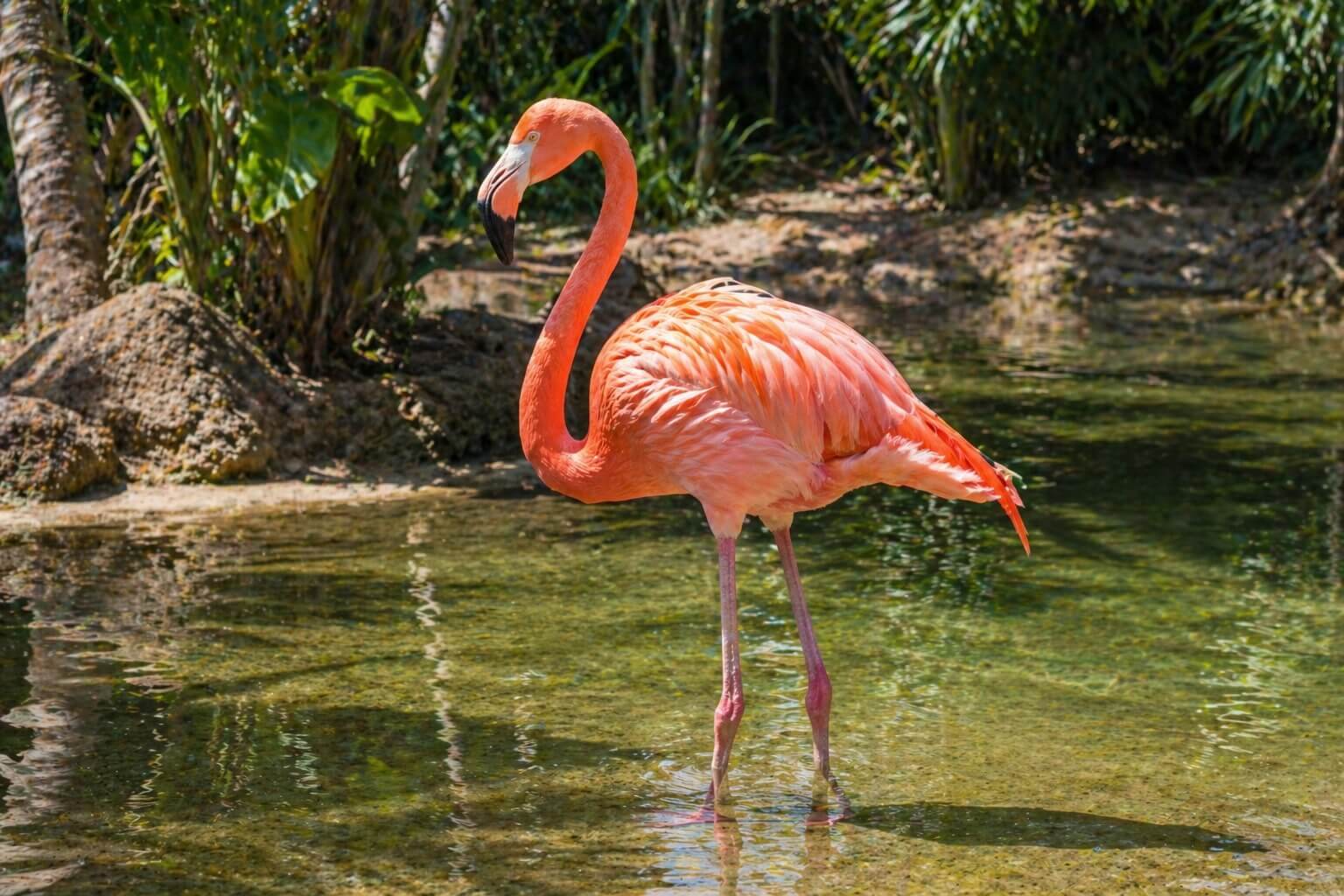 pink flamingo standing in water
