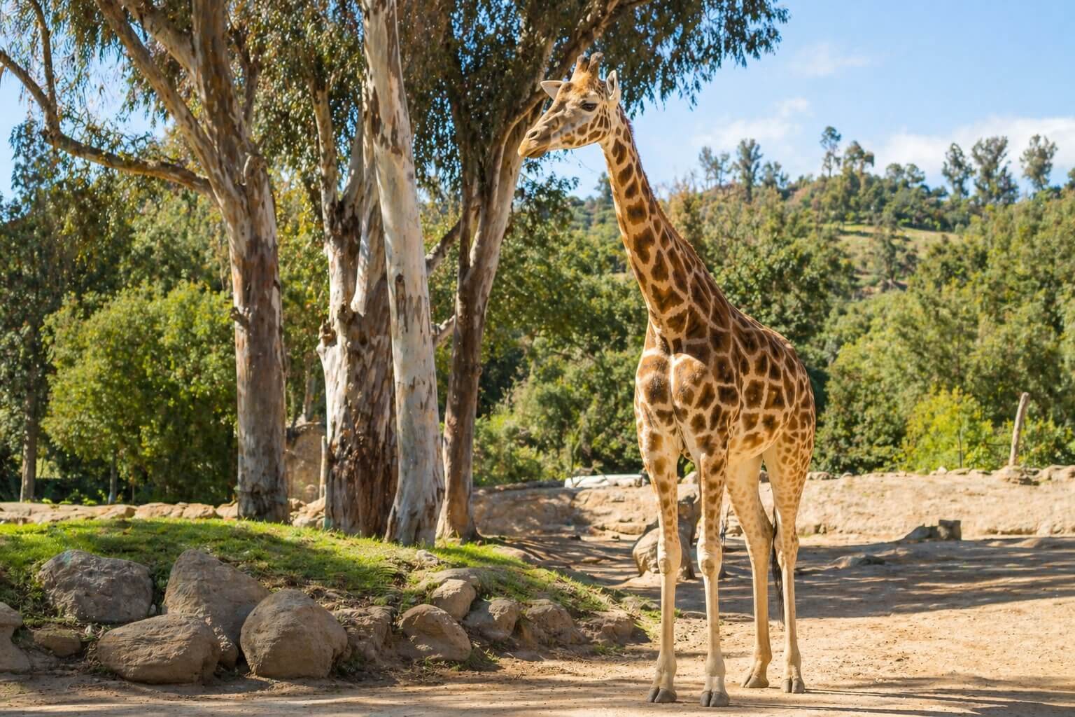 giraffe in a zoo habitat