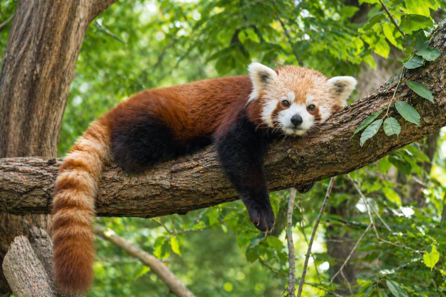 red panda resting on a tree branch