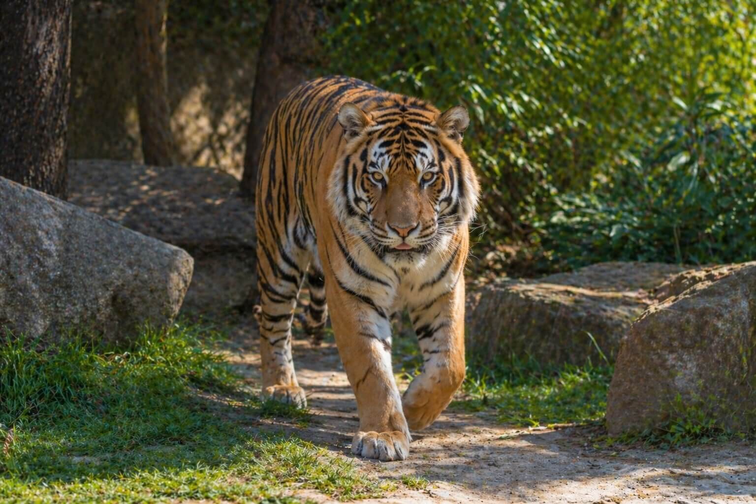tiger walking through a zoo habitat
